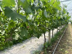 -马陆小张葡萄园农家乐