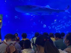 -烟台海昌鲸鲨海洋公园