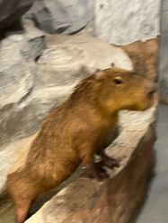 点击看大图 -Zoolung Zoolung动物主题公园(海信广场店)