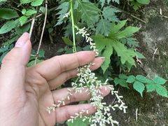 -青峰峡国家森林公园