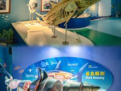 -烟台海昌鲸鲨海洋公园