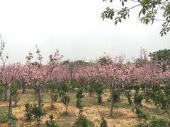 -天适樱花悠乐园