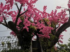 -天适樱花悠乐园