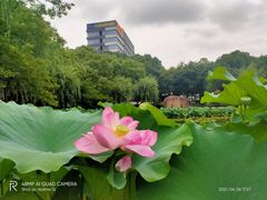 -陈家山荷花公园