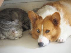 -平行世界·猫咖(首经贸店)
