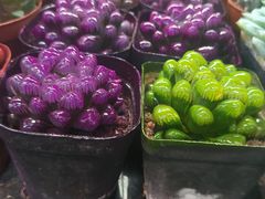 -溪岸路花鸟市场