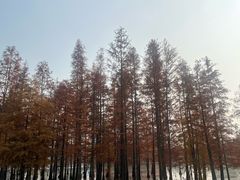 -白鹭湾湿地公园