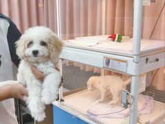 -翊宠yipet猫狗购宠庄园犬舍•猫舍