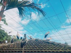 -吉隆坡雀鸟公园