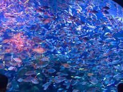 -成都浩海立方海洋公园