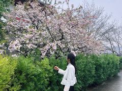 -西安青龙寺遗址景区