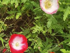 -春花秋色城市公园