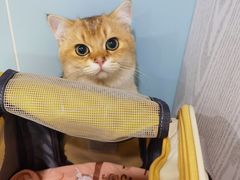 -纳吉亚猫专科动物医院·北北分院