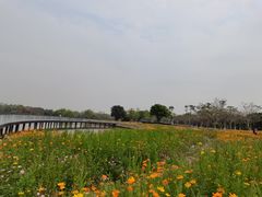 -海珠湖公园