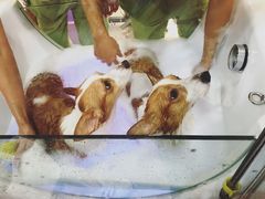 -芭比堂动物医院·24小时·眼科中心(深圳中心)