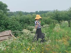 -大塘金香草谷