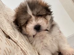 -汪喵宠物医院·骨科心脏影像·犬猫急重症ICU诊疗中心(成华分院)