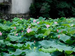 -长洲渡车船码头