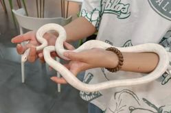 -Moni星球萌宠·小马宝莉·灵蛇·高端高阶全萌宠互动体验俱乐部(红豆国际广场店)