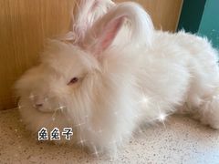 -飞行喵MR PILOT|猫舍·猫咖(静安大融城店)