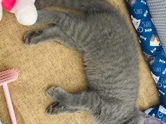-创凡宠物医院·骨专科  猫科中心(西乡分院)