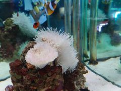 -太平洋海底世界