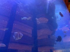 -OPEN開全日自助餐厅·牛肉火锅·海鲜(佛山希尔顿酒店)