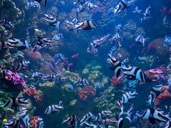 -海合安青岛极地海洋公园