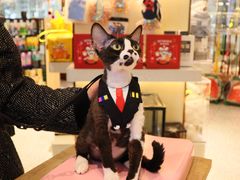 -momokira米努特·德文卷毛猫·棉花面纱犬