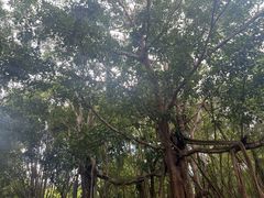 -中国科学院西双版纳热带植物园