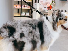 -伟伟宠物医院·CT影像中心·瑞派犬猫综合性门诊(汉口总院)