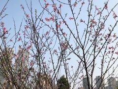 -龙头寺公园