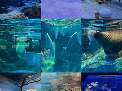 -海合安武汉极地海洋公园