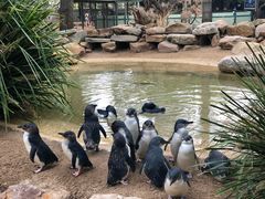 -费瑟代尔野生动物园