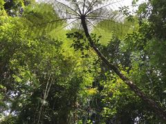 -热带雨林自然公园