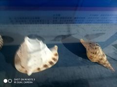 -上海海洋大学鱼文化博物馆(军工路校区)