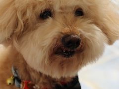 -帕帕拉兹宠物(亚洲旗舰店)