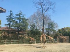 -上海野生动物园