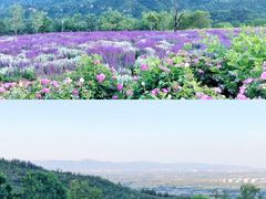 -紫云台香草园