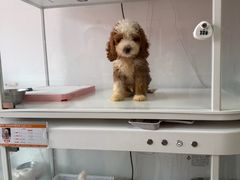 -翊宠yipet猫狗购宠庄园犬舍•猫舍