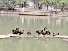 -西苑公园