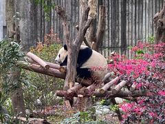 -成都大熊猫繁育研究基地