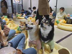 -逗柴咖啡屋·狗咖猫咖宠物桌游