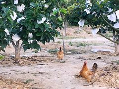 -呼吸森林·生态农庄农家乐私房菜