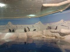 -上海海洋水族馆