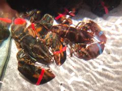 -RED LOBSTER(多伦多DT店)