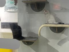 -废柴猫概念馆·桌游电玩卡牌(人广世茂店)
