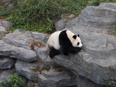 -红山森林动物园
