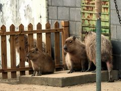 -合肥野生动物园