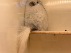 -龙猫仔乐园(惠福东路店)